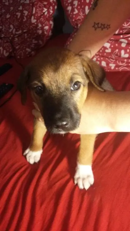 Cachorro ra a SRD idade 2 a 6 meses nome Snoopy