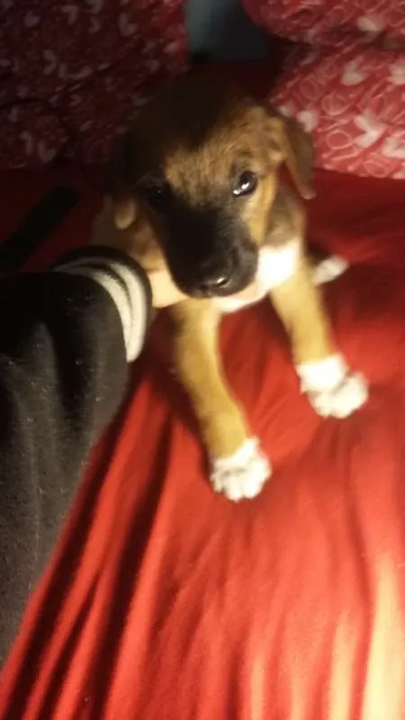 Cachorro ra a SRD idade 2 a 6 meses nome Snoopy