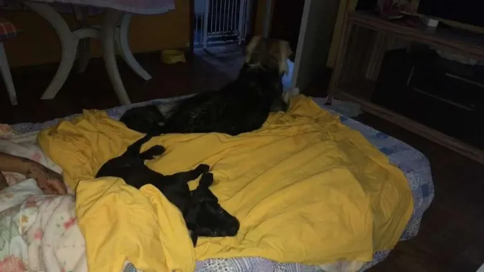 Cachorro raça Pastor Alemão idade 7 a 11 meses nome Billy