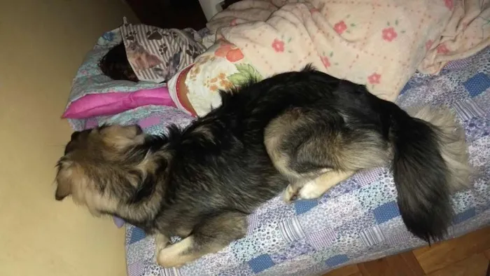 Cachorro raça Pastor Alemão idade 7 a 11 meses nome Billy