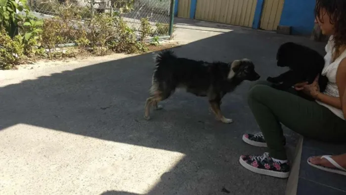 Cachorro raça Pastor Alemão idade 7 a 11 meses nome Billy