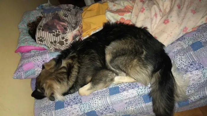 Cachorro raça Pastor Alemão idade 7 a 11 meses nome Billy