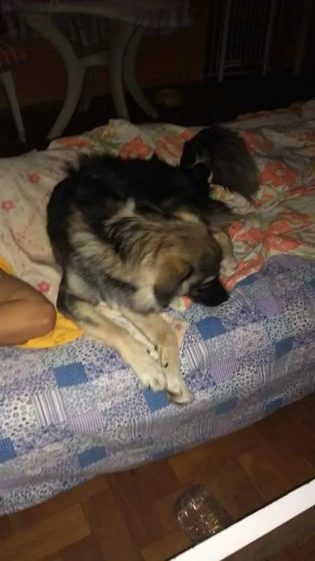 Cachorro raça Pastor Alemão idade 7 a 11 meses nome Billy