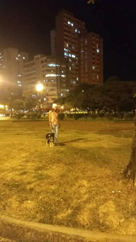 Cachorro raça Pastor Alemão idade 7 a 11 meses nome Billy