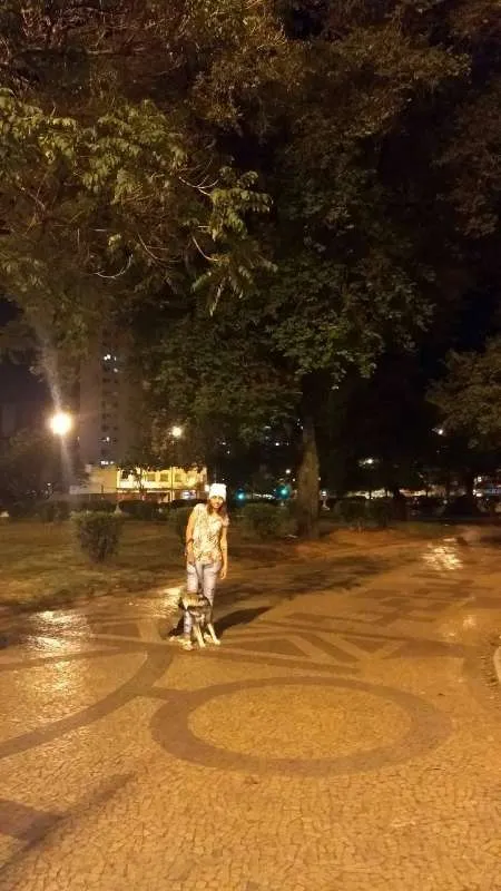 Cachorro raça Pastor Alemão idade 7 a 11 meses nome Billy