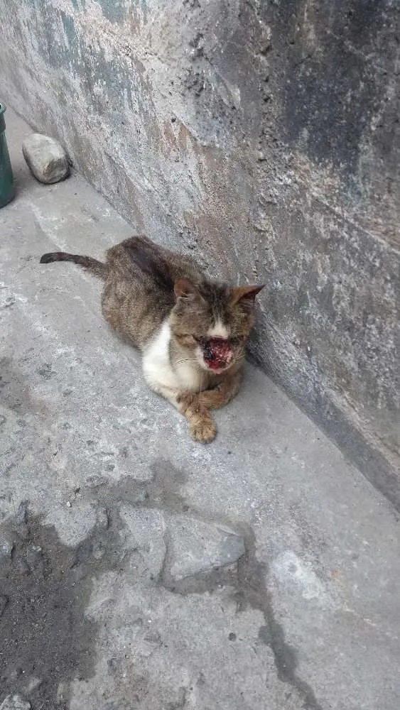Gato ra a Indefinida  idade 1 ano nome Não tem nome 