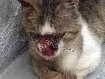 Gato ra a Indefinida  idade 1 ano nome Não tem nome 
