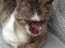 Gato ra a Indefinida  idade 1 ano nome Não tem nome 