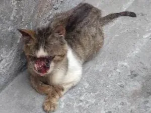 Gato raça Indefinida  idade 1 ano nome Não tem nome 