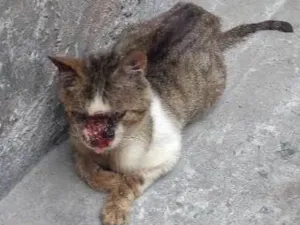 Gato raça Indefinida  idade 1 ano nome Não tem nome 