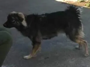 Cachorro raça Pastor Alemão idade 7 a 11 meses nome Billy