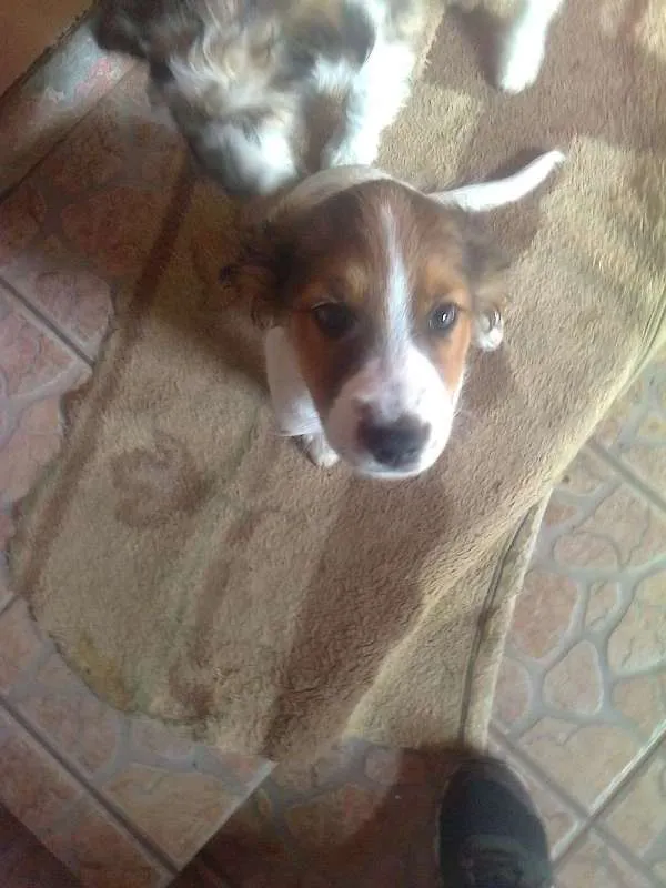 Cachorro ra a srd idade 2 a 6 meses nome bart