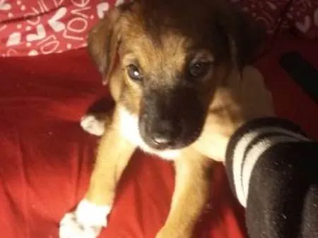 Cachorro ra a SRD idade 2 a 6 meses nome Snoopy