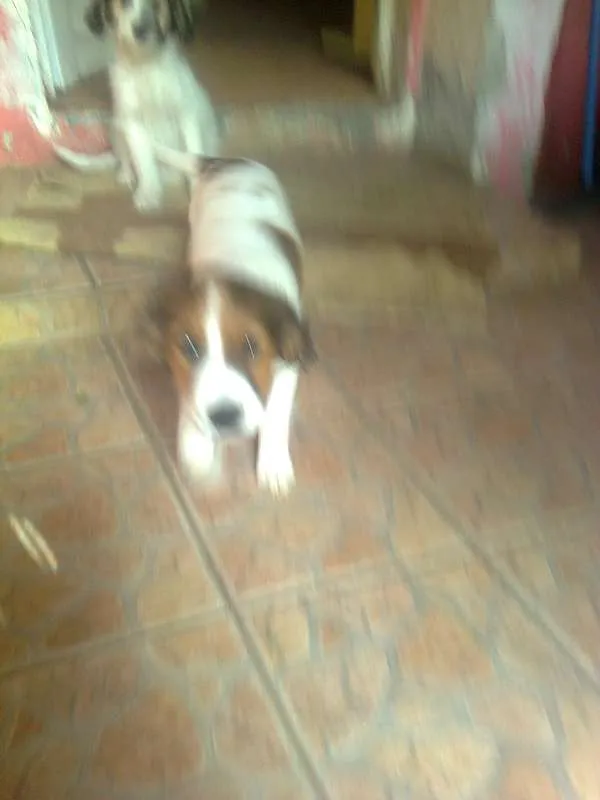 Cachorro ra a srd idade 2 a 6 meses nome bart