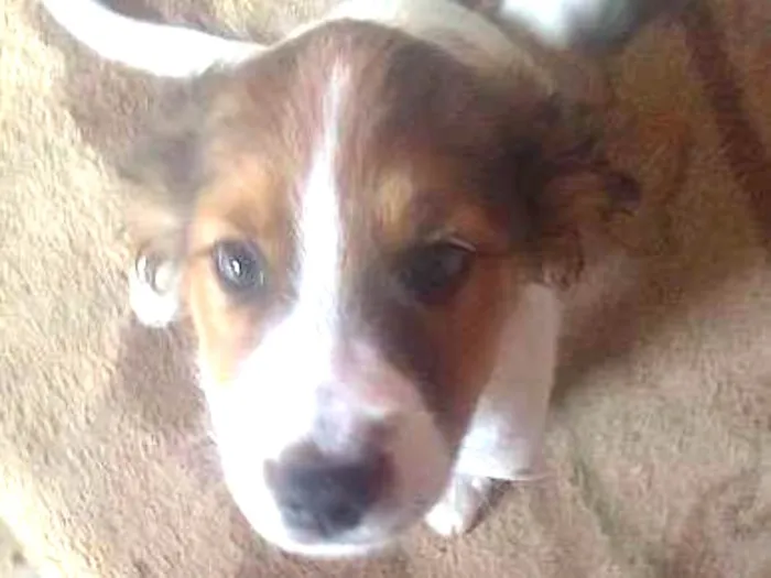 Cachorro ra a srd idade 2 a 6 meses nome bart