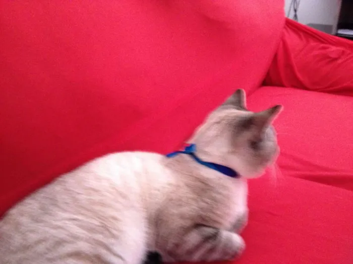 Gato raça indefinida idade 7 a 11 meses nome Chiquinho