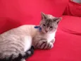 Chiquinho