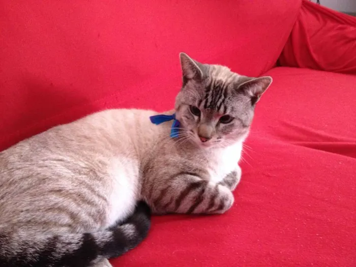 Gato raça indefinida idade 7 a 11 meses nome Chiquinho