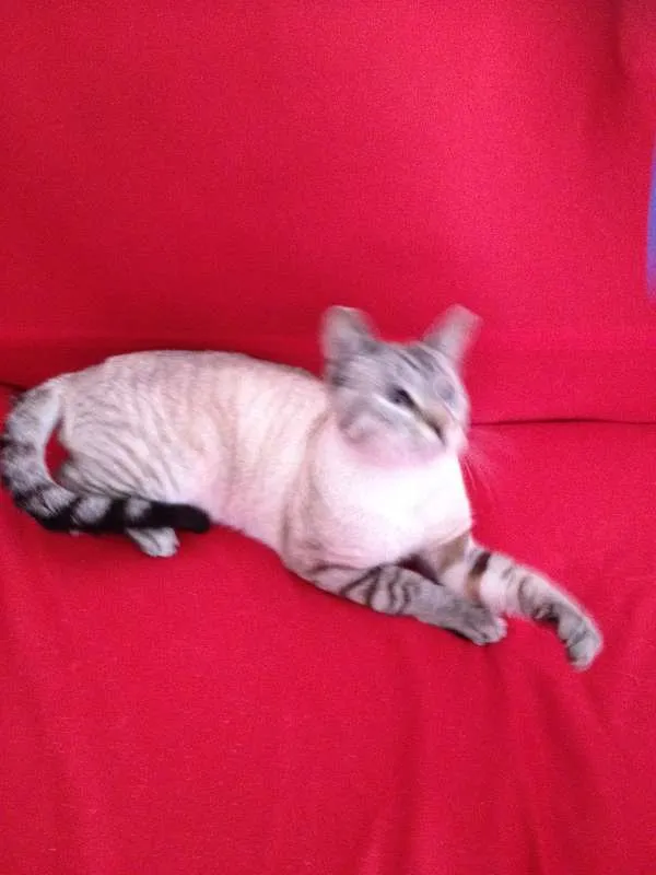 Gato raça indefinida idade 7 a 11 meses nome Chiquinho