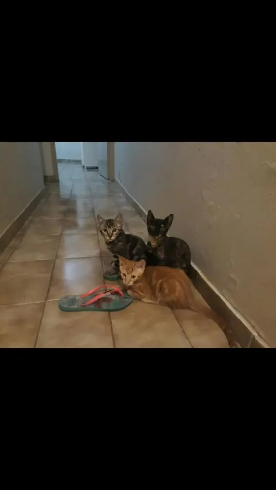 Gato raça comum idade 1 ano nome nina