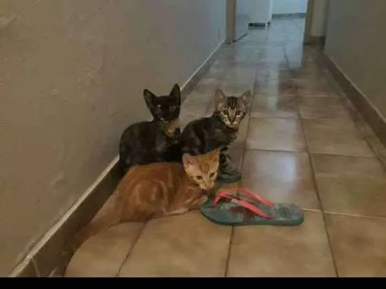 Gato raça comum idade 1 ano nome nina