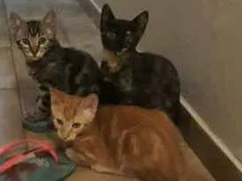 Gato raça comum idade 1 ano nome nina