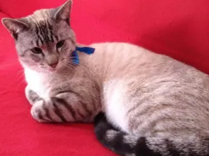 Gato raça indefinida idade 7 a 11 meses nome Chiquinho