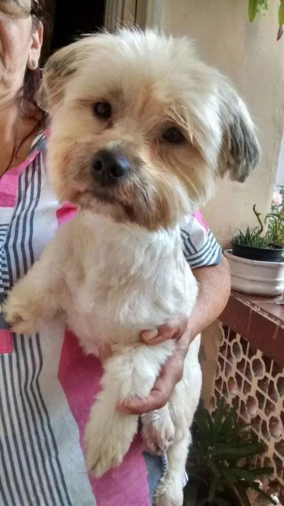Cachorro ra a Lhasa apso  idade 3 anos nome Luck