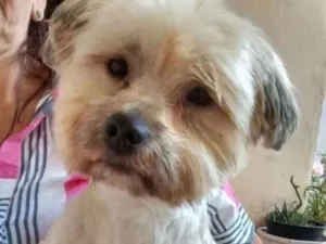 Cachorro raça Lhasa apso  idade 3 anos nome Luck