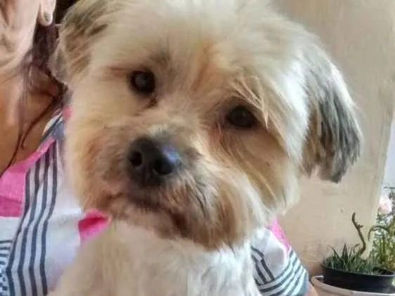 Cachorro ra a Lhasa apso  idade 3 anos nome Luck