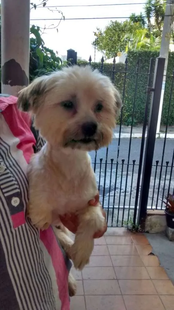 Cachorro ra a Lhasa apso  idade 3 anos nome Luck