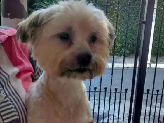 Cachorro ra a Lhasa apso  idade 3 anos nome Luck