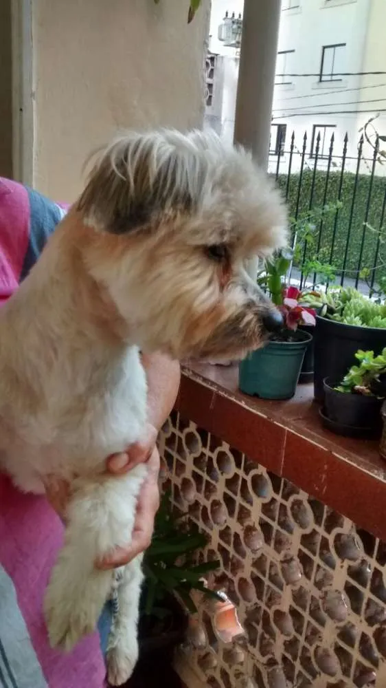 Cachorro ra a Lhasa apso  idade 3 anos nome Luck