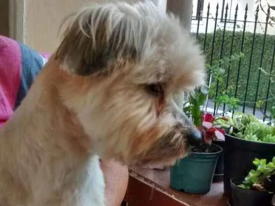 Cachorro ra a Lhasa apso  idade 3 anos nome Luck