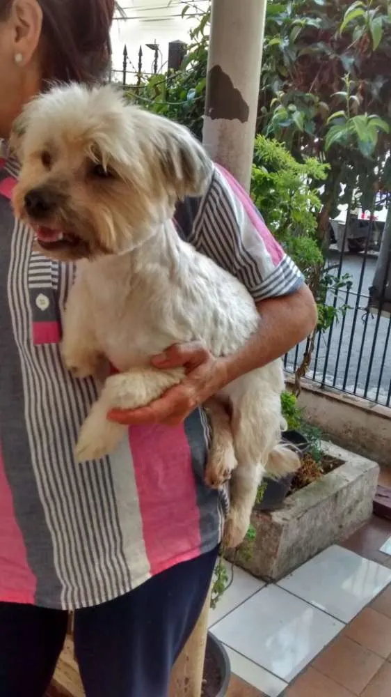 Cachorro ra a Lhasa apso  idade 3 anos nome Luck
