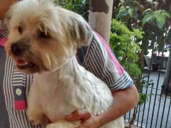 Cachorro ra a Lhasa apso  idade 3 anos nome Luck
