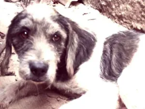 Cachorro raça  podlle com vira-la idade 3 anos nome Estopinha 