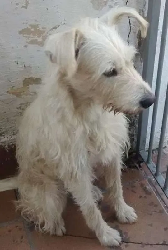 Cachorro ra a srd idade 4 anos nome Xuxa