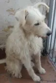Xuxa