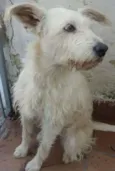 Xuxa