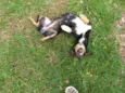 Lila
