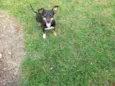 Lila