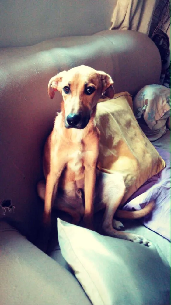 Cachorro ra a SRD idade 7 a 11 meses nome Simba