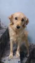 Cachorro raça SRN  idade 7 a 11 meses nome Luna
