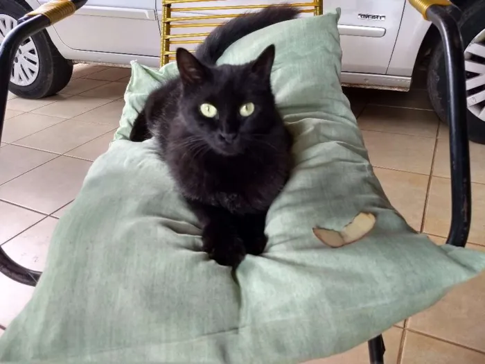 Gato ra a Peludona idade 1 ano nome Mimi