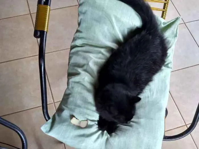 Gato ra a Peludona idade 1 ano nome Mimi