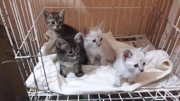 Gato ra a sem raça específica idade Abaixo de 2 meses nome Borbotões