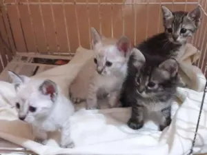 Gato raça sem raça específica idade Abaixo de 2 meses nome Borbotões