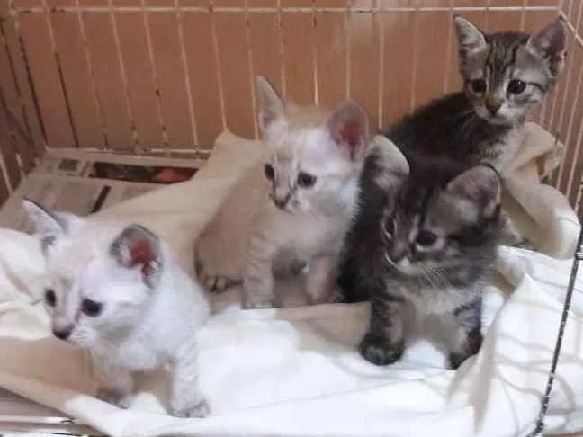 Gato ra a sem raça específica idade Abaixo de 2 meses nome Borbotões