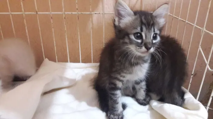 Gato ra a sem raça específica idade Abaixo de 2 meses nome Borbotões